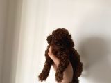 En İyisini Isteyene Dark Redbrown Kore Teacup Poodle