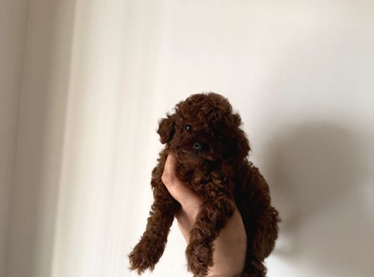 En İyisini Isteyene Dark Redbrown Kore Teacup Poodle