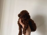 En İyisini Isteyene Dark Redbrown Kore Teacup Poodle