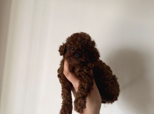 En İyisini Isteyene Dark Redbrown Kore Teacup Poodle görsel