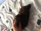 En İyisini Isteyene Dark Redbrown Kore Teacup Poodle
