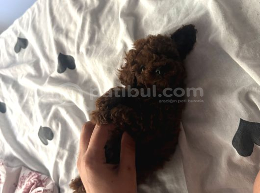 En İyisini Isteyene Dark Redbrown Kore Teacup Poodle görsel