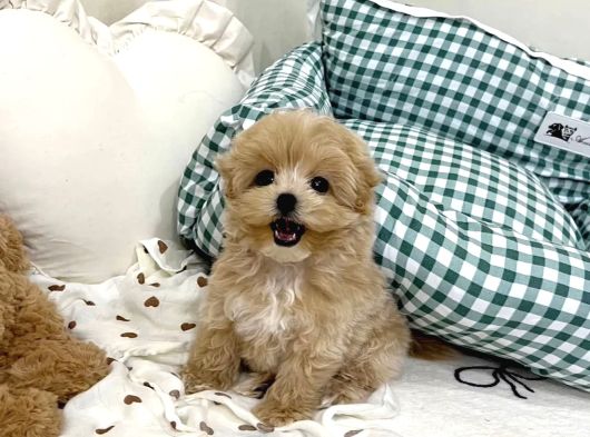 Mini Sevimli Maltipoo Yavrular görsel