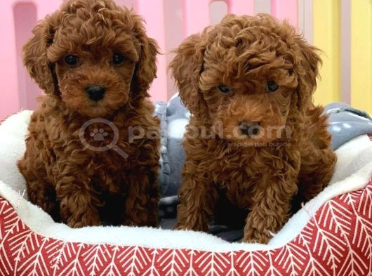 Anatomi̇ Hari̇kasi Toy Poodle Bebekler görsel