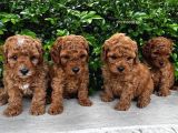 Toy Poodle Bebekler Evi̇ni̇ze Huzur Katacak