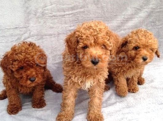 Anatomi̇ Hari̇kasi Toy Poodle Bebekler görsel