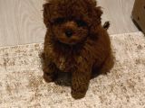 Toy Poodle Bebekler Her Renk Mevcuttur