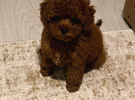 Toy Poodle Bebekler Her Renk Mevcuttur görsel