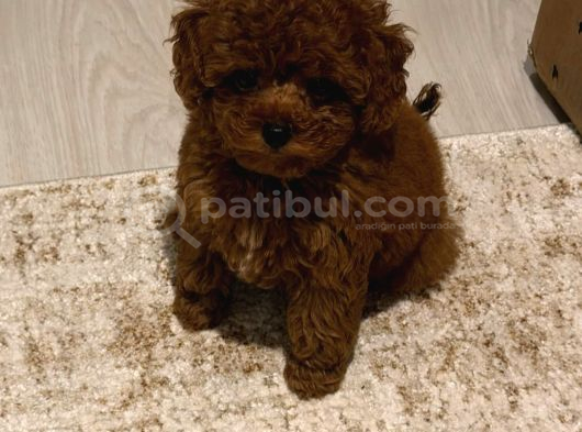 Anatomi̇ Hari̇kasi Toy Poodle Bebekler görsel