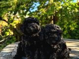 Toy Poodle Bebekler Her Renk Mevcuttur
