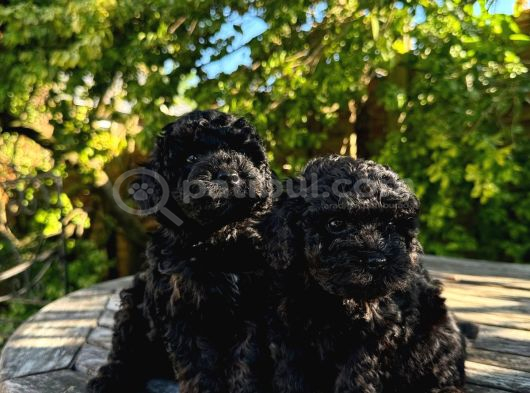 Toy Poodle Bebekler Her Renk Mevcuttur görsel