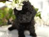 Toy Poodle Bebekler Her Renk Mevcuttur