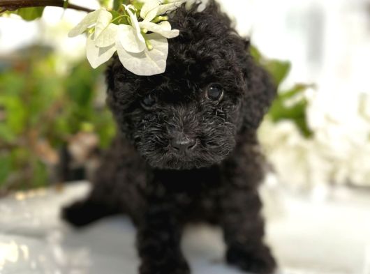 Toy Poodle Bebekler Her Renk Mevcuttur görsel
