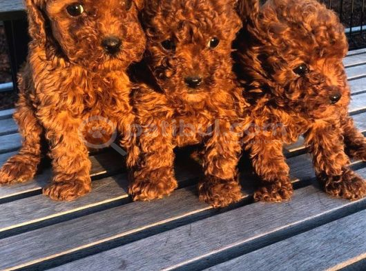 Toy Poodle Bebekler Her Renk Mevcuttur