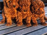 Toy Poodle Bebekler Evi̇ni̇ze Huzur Katacak