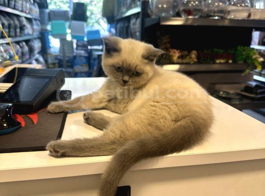 Çok Oyuncu Sevecen British Blue Point Yavrumuz görsel