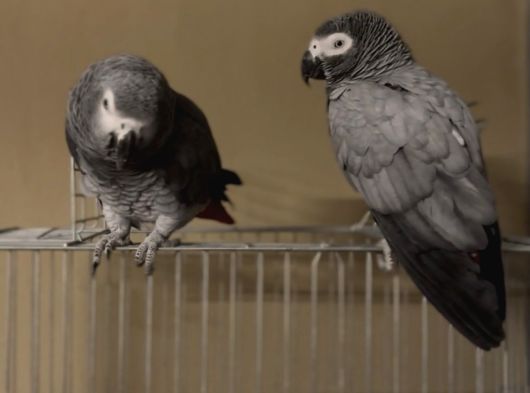 Full Evcil Çift Yumurtlayan Jako Papağanları görsel