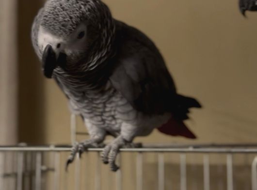 Full Evcil Çift Yumurtlayan Jako Papağanları görsel
