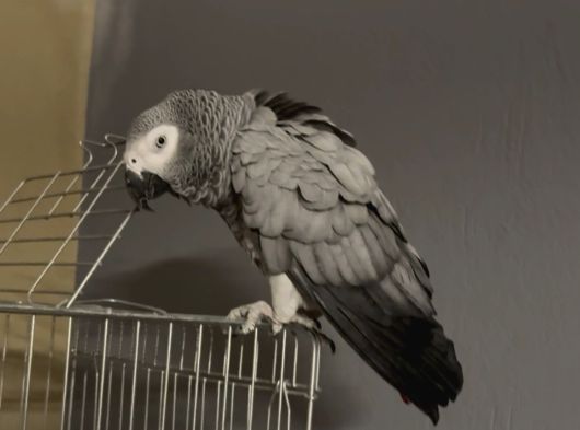 Full Evcil Çift Yumurtlayan Jako Papağanları görsel