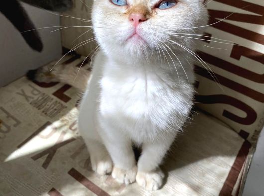 Kendini Deli Gibi Sevdiren Scottish Fold Yavrularım görsel