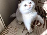 Kendini Deli Gibi Sevdiren Scottish Fold Yavrularım