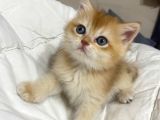 Tatlımı Tatlı Golden Renginde Kodlu Safkan Yavrularım