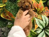 Eği̇ti̇mli̇ Erkek Toy Poodle Yavrumuz