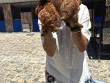 Toy Ve Kore Poddle Yavrularım Sağlık Ve Irk Garant