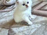 Bembeyaz Ve Farklı Renklerde Uzun Tüylü Cins Yavrularım