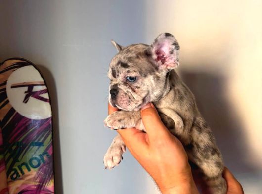 Exotic Özel micro french bulldog yavrularımız
