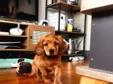 Toby - 3 Aylık - Erkek Cocker Spaniel İstanbul