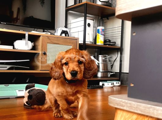 Toby - 3 Aylık - Erkek Cocker Spaniel İstanbul görsel