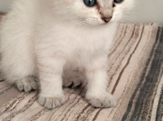 Scottish Straight Blue Point Yavrularımız Yeni Yuvalarını Arıyo Bursa görsel