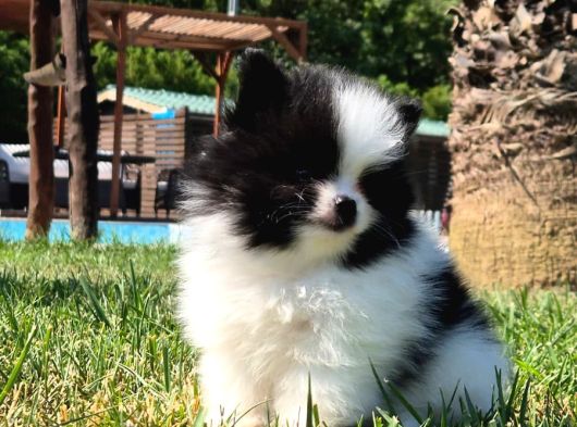 Pomerani̇an Çi̇fli̇ği̇nden Muhteşem Pomerani̇an Bebekleri̇ görsel