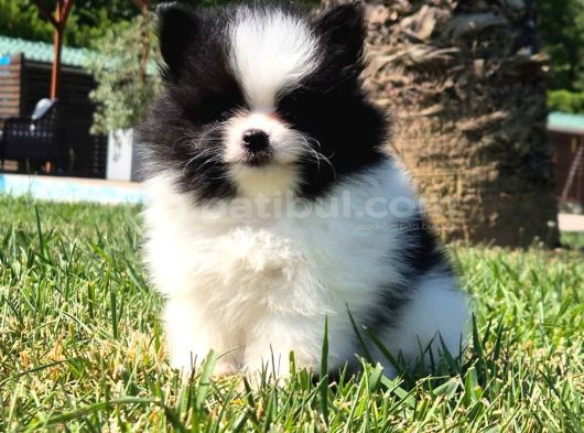 Pomerani̇an Çi̇fli̇ği̇nden Muhteşem Pomerani̇an Bebekleri̇ görsel