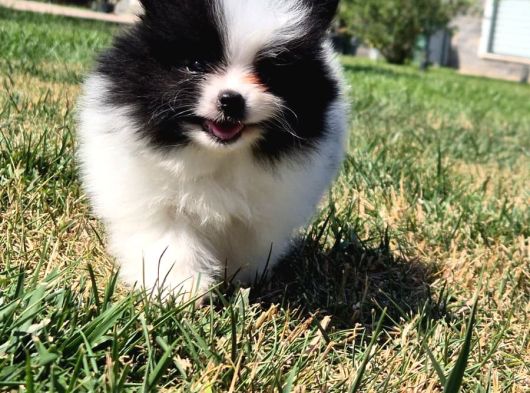 Pomerani̇an Çi̇fli̇ği̇nden Muhteşem Pomerani̇an Bebekleri̇ görsel