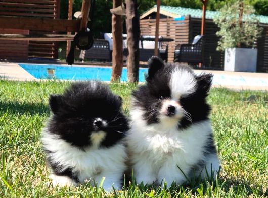 Pomerani̇an Çi̇fli̇ği̇nden Muhteşem Pomerani̇an Bebekleri̇ görsel