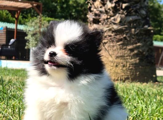 Pomerani̇an Çi̇fli̇ği̇nden Muhteşem Pomerani̇an Bebekleri̇