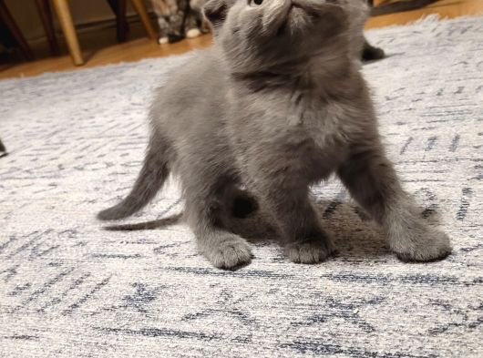 Ankara Baba Scottish Fold Anne British Shorthair Yavrular görsel