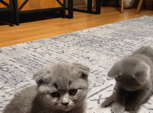 Ankara Baba Scottish Fold Anne British Shorthair Yavrular görsel