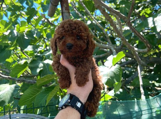 Şeker Tadında Poodle Kore Kan Yavrularımız görsel