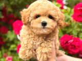 Malti̇poo Ci̇nsi̇ Yavrular Ev Üreti̇mi̇