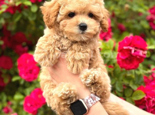 Malti̇poo Ci̇nsi̇ Yavrular Ev Üreti̇mi̇ görsel