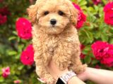 Malti̇poo Ci̇nsi̇ Yavrular Ev Üreti̇mi̇