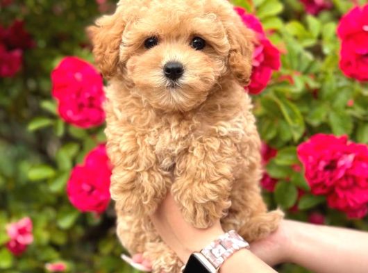 Malti̇poo Ci̇nsi̇ Yavrular Ev Üreti̇mi̇