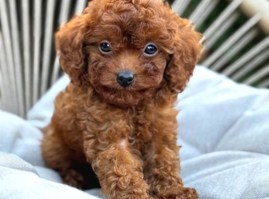 Toy Poodle Sevi̇mli̇ Yavrular Ev Üreti̇mi̇ görsel