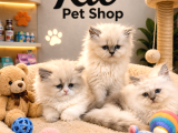 Irkının En Güzellerinden British Blue Point Longhair Yavrulr