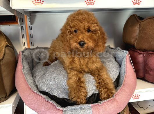 4 Aylik Oyuncak Surat Safkan Poodle Bebekleri̇mi̇z görsel