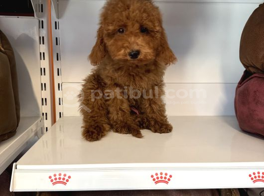 4 Aylik Oyuncak Surat Safkan Poodle Bebekleri̇mi̇z görsel