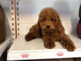 4 Aylik Oyuncak Surat Safkan Poodle Bebekleri̇mi̇z